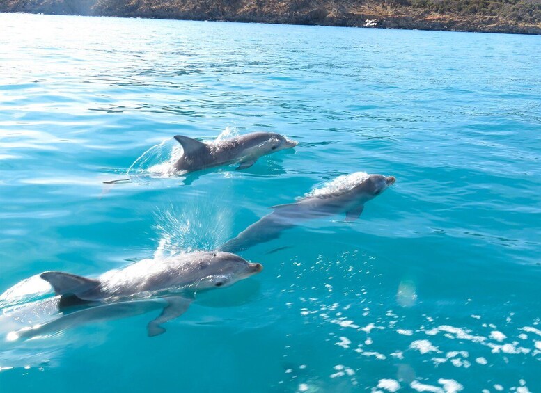 Picture 5 for Activity Kangaroo Island: Dolphin, Seal, and Swimming Boat Tour