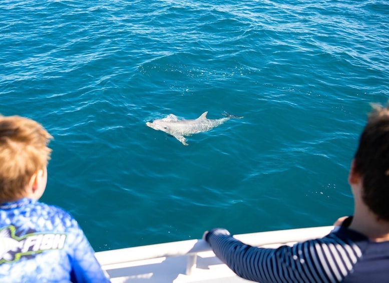 Picture 7 for Activity Kangaroo Island: 2-Hour Dolphin, Seal and Snorkeling Tour
