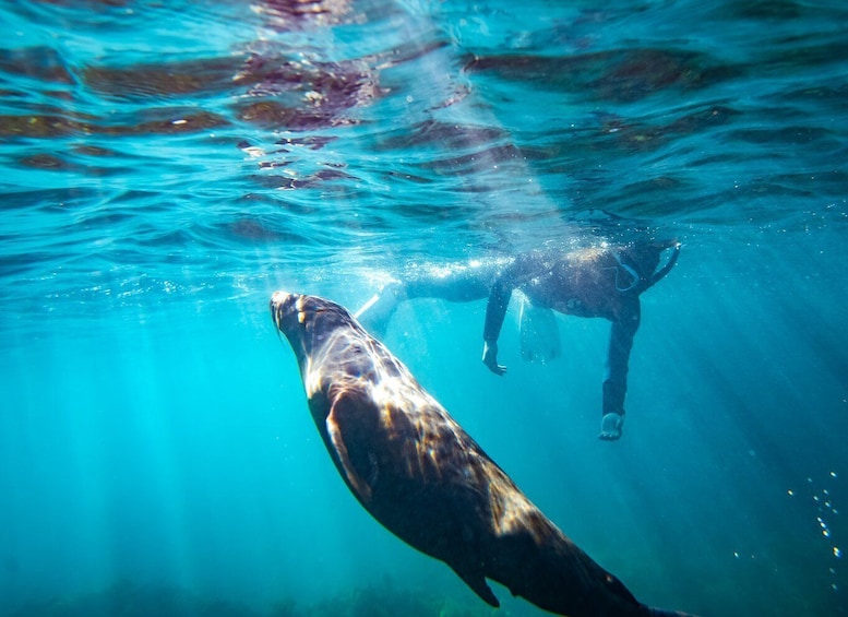 Picture 3 for Activity Kangaroo Island: Dolphin, Seal, and Swimming Boat Tour