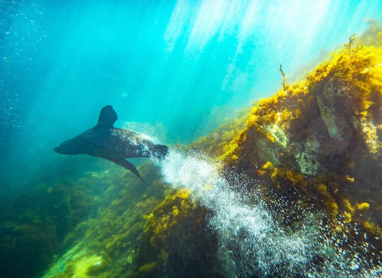 Picture 6 for Activity Kangaroo Island: Dolphin, Seal, and Swimming Boat Tour