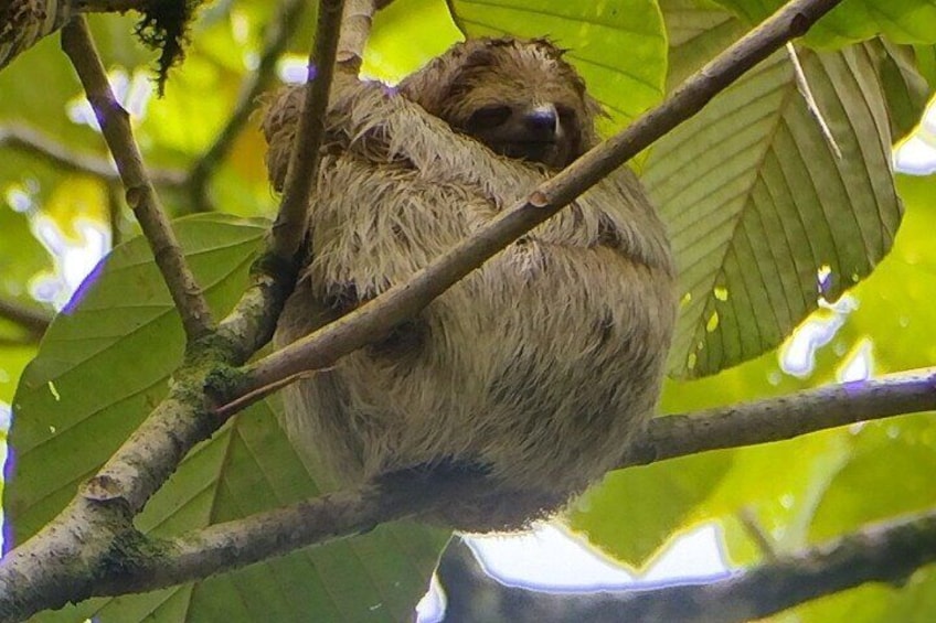 Sloth watching La Fortuna. Private and local guide.