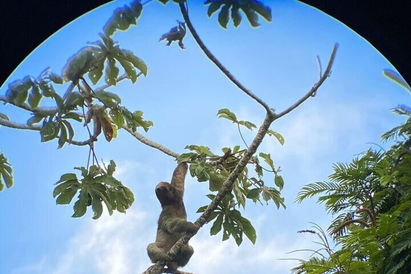 Sloth watching La Fortuna. Private and local guide.