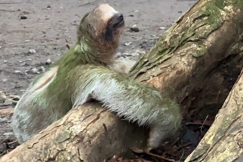Sloth watching La Fortuna. Private and local guide.