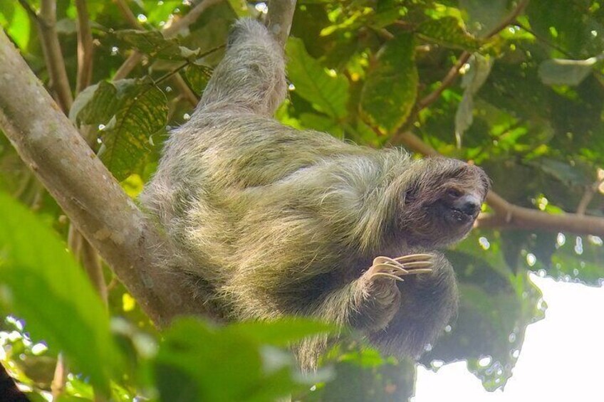 Sloth watching La Fortuna. Private and local guide.
