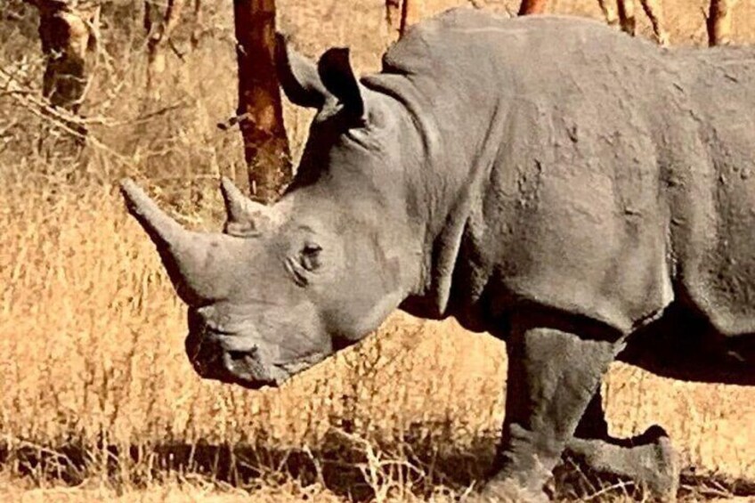 safari at bandia reserve