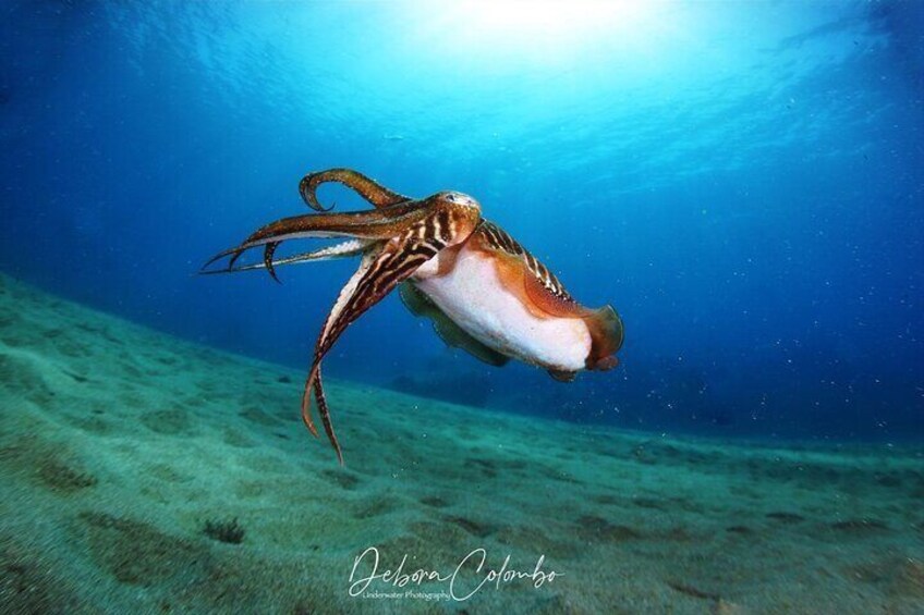 Cuttlefish are a very common species