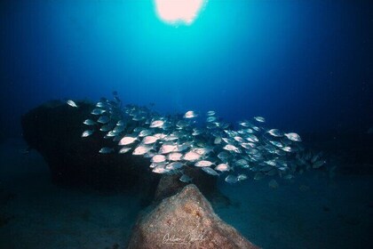Guided Snorkelling Experience