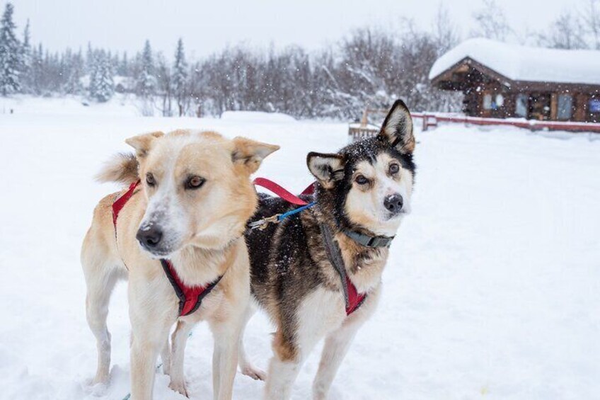 Alaskan Dog Sledding Tour in Small Group Throughout the Fairbanks