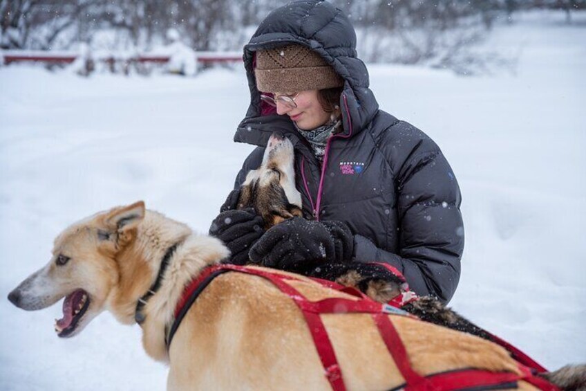 Alaskan Dog Sledding Tour in Small Group Throughout the Fairbanks