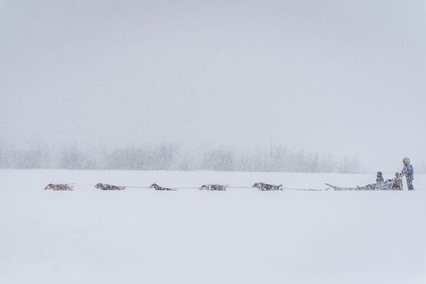 Alaskan Dog Sledding Tour in Small Group Throughout the Fairbanks