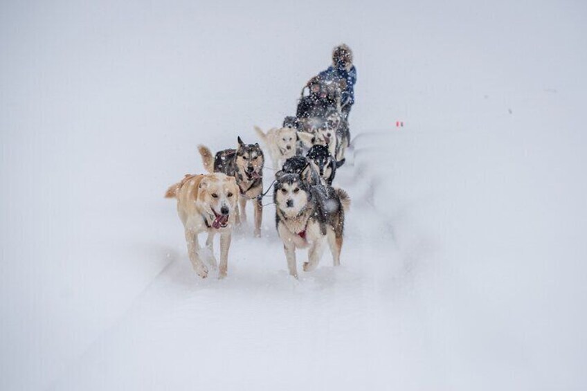 Alaskan Dog Sledding Tour in Small Group Throughout the Fairbanks