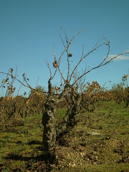 Picture 6 for Activity Trek & Wine in Priorat