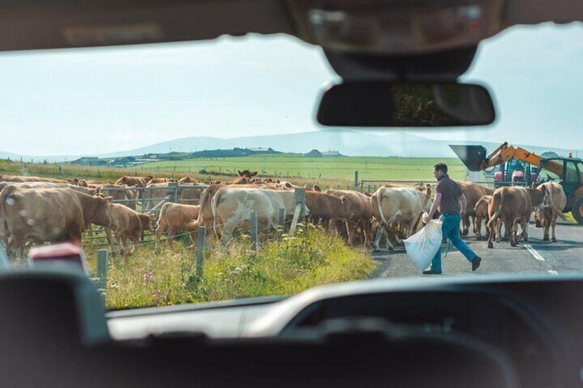 Orkney Mainland Private Tour