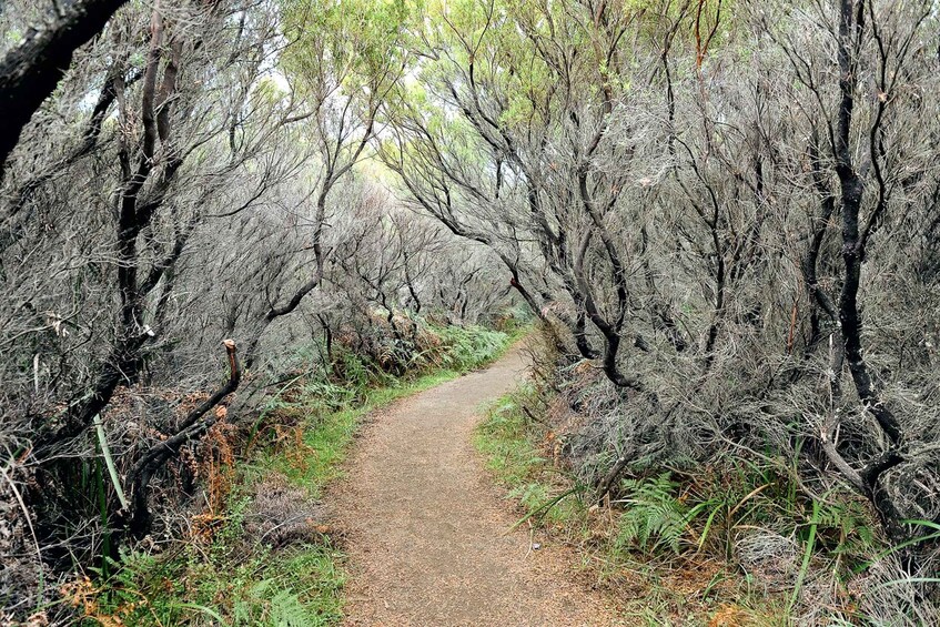 Picture 4 for Activity From Melbourne: Small Group Great Ocean Road Tour