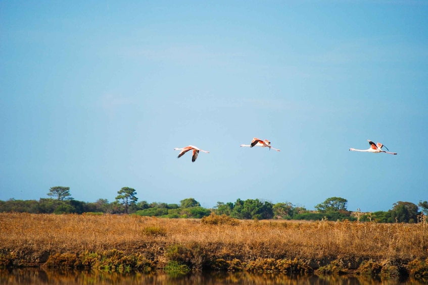 Picture 4 for Activity Ria Formosa National Park Segway Tour & Seafood Lunch