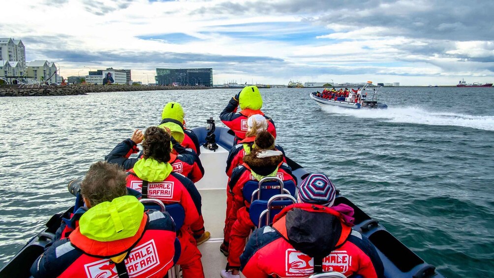 Picture 8 for Activity Reykjavik: Premium Whale Watching with Flexible Ticket