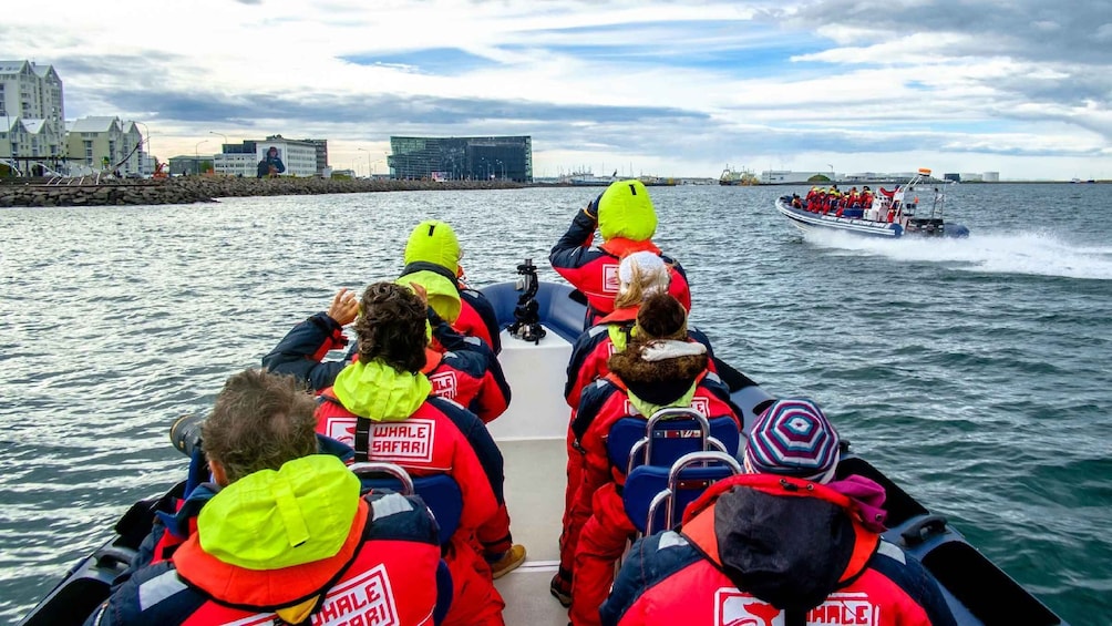 Picture 8 for Activity Reykjavik: Premium Whale Watching with Flexible Ticket