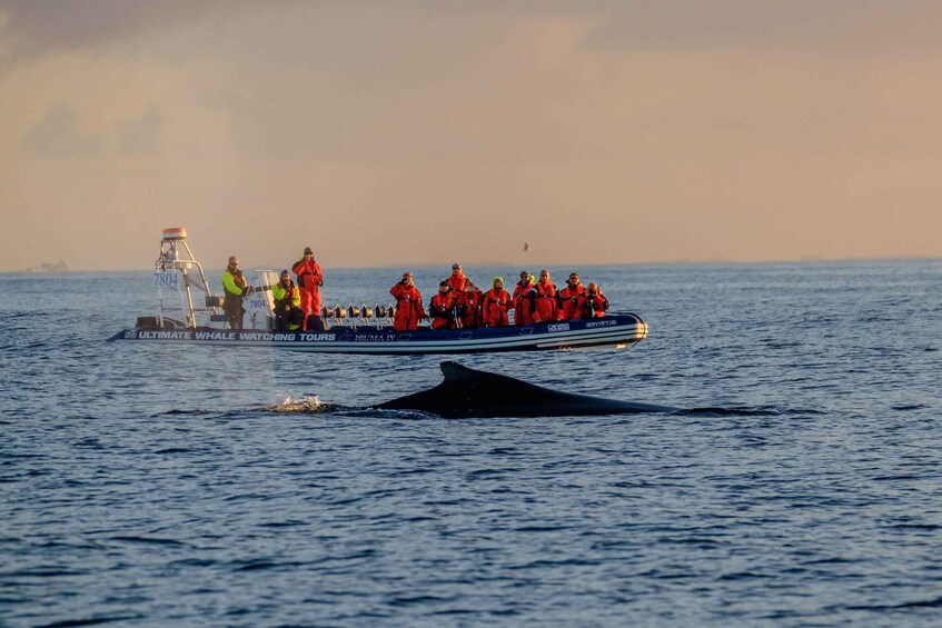 Picture 1 for Activity Reykjavik: Premium Whale Watching with Flexible Ticket