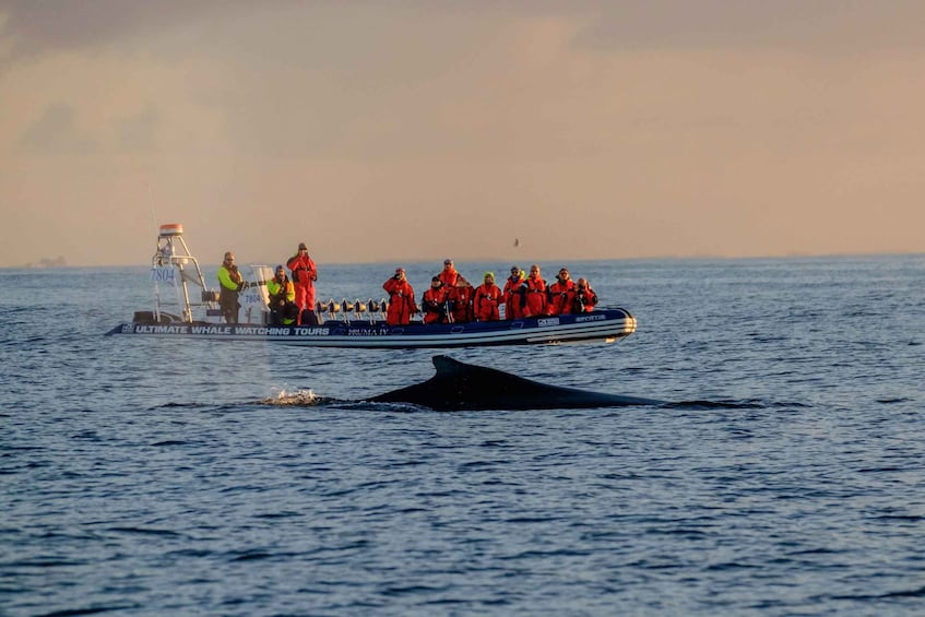 Picture 1 for Activity Reykjavik: Premium Whale Watching with Flexible Ticket