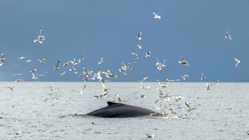 Picture 7 for Activity Reykjavik: Premium Whale Watching with Flexible Ticket