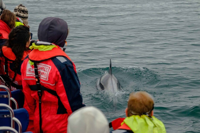 Picture 3 for Activity Reykjavik: Premium Whale Watching with Flexible Ticket