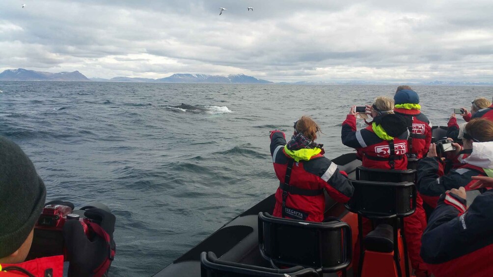 Picture 6 for Activity Reykjavik: Premium Whale Watching with Flexible Ticket