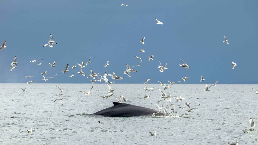 Picture 7 for Activity Reykjavik: Premium Whale Watching with Flexible Ticket