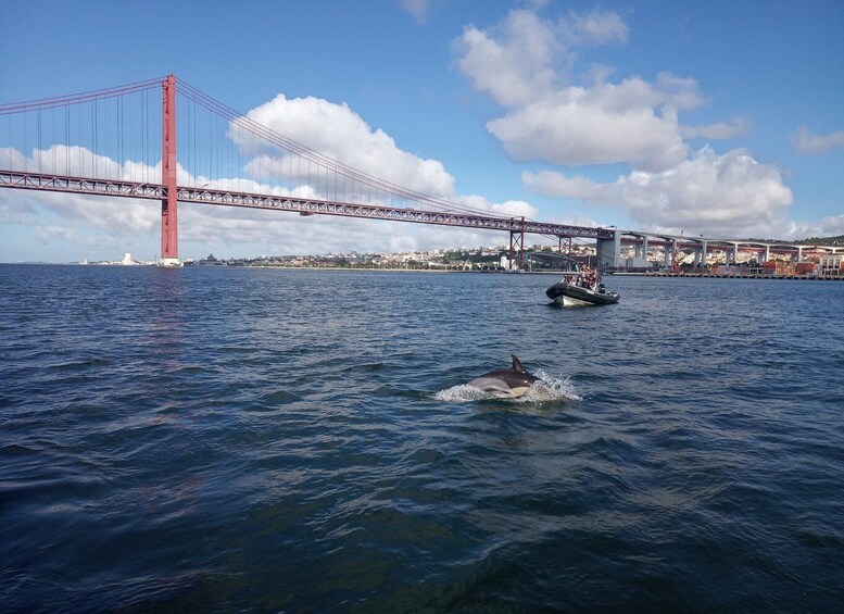 Picture 19 for Activity Lisbon: Dolphin Watching with Marine Biologist