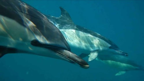 Lissabon: Delfinskådning med marinbiolog