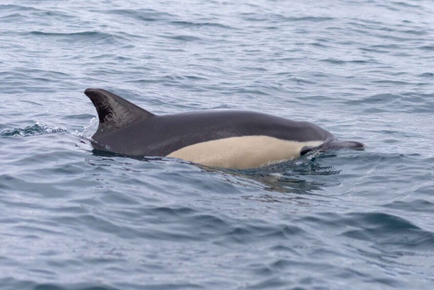 Picture 27 for Activity Lisbon: Dolphin Watching with Marine Biologist