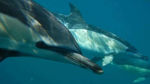 Lisboa: observación de delfines con biólogo marino