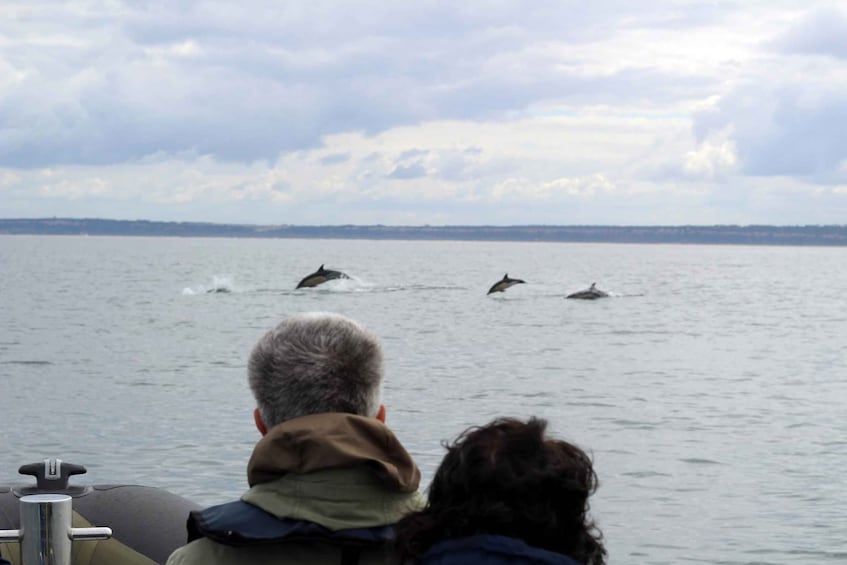 Picture 11 for Activity Lisbon: 3-Hour Dolphin Watching Boat Tour