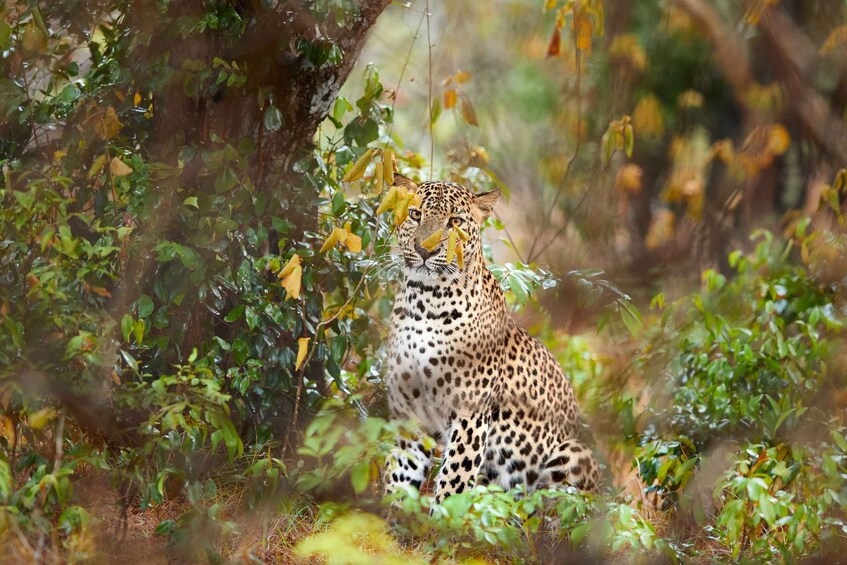 Picture 1 for Activity Wilpattu National Park Safari Tour from Colombo