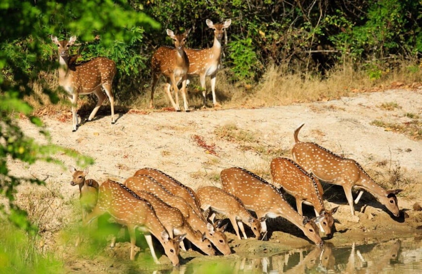 Wilpattu National Park Safari Tour from Colombo