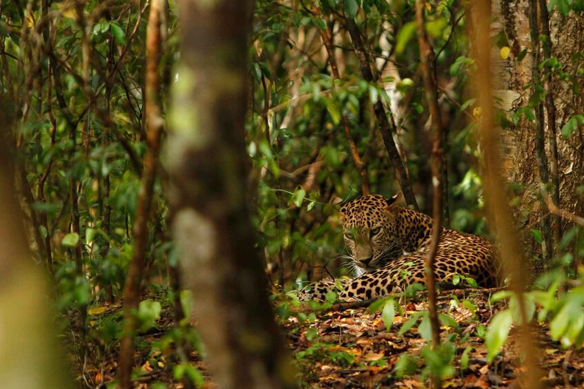 Picture 19 for Activity Wilpattu National Park Safari Tour from Colombo