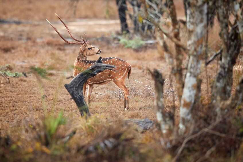 Picture 13 for Activity Wilpattu National Park Safari Tour from Colombo