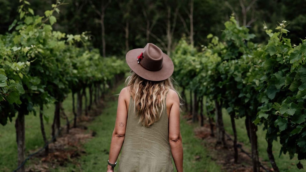 Picture 3 for Activity From Brisbane: Luxury Winery Tour and Gourmet Lunch