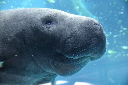 Swim with Manatees Crystal River FL FREE PHOTOS & INWATER GUIDE