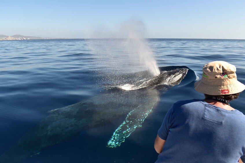 Cabo: 2-Hour Whale Watching Boat Ride with Free Pictures