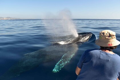 Cabo: paseo en bote de 2 horas para observar ballenas con fotos gratis