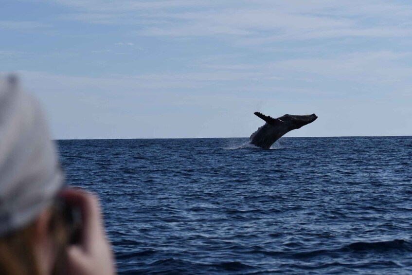 Picture 6 for Activity Cabo: 2-Hour Whale Watching Boat Ride with Free Pictures