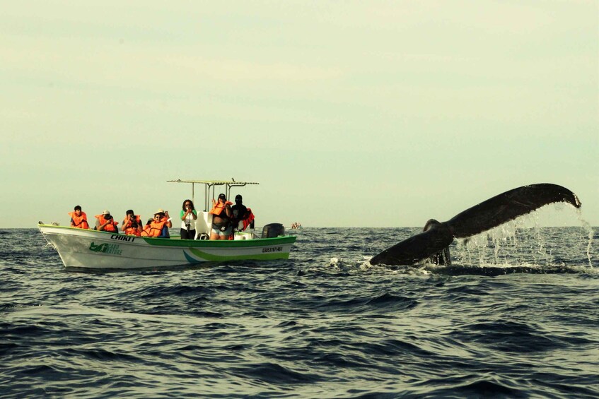 Picture 1 for Activity Cabo: 2-Hour Whale Watching Boat Ride with Free Pictures