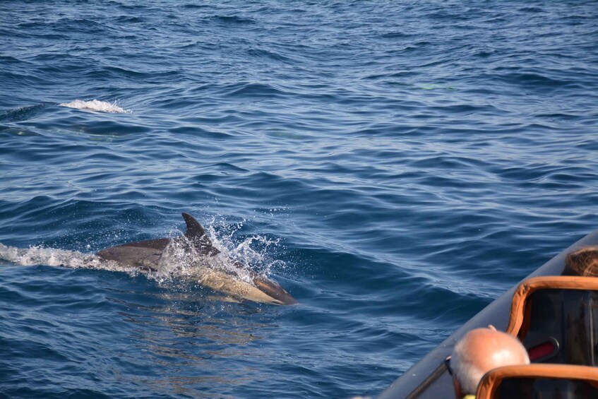 Picture 3 for Activity Dolphin Safari and Cave Tour in Vilamoura