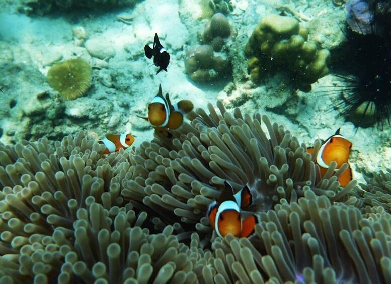 Picture 5 for Activity From Ko Lanta: 4 Islands Snorkeling Tour by Long Tail Boat