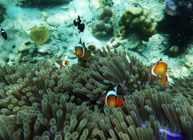 Picture 5 for Activity From Ko Lanta: 4 Islands Snorkeling Tour by Long Tail Boat