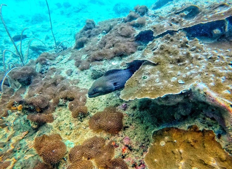 Picture 7 for Activity From Ko Lanta: 4 Islands Snorkeling Tour by Long Tail Boat