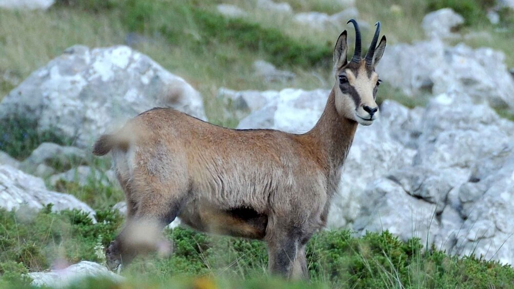 Picture 3 for Activity From Makarska: Biokovo Nature Park Guided Tour with Skywalk