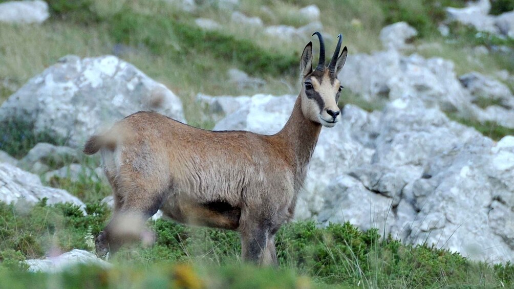 Picture 3 for Activity From Makarska: Biokovo Nature Park Guided Tour with Skywalk