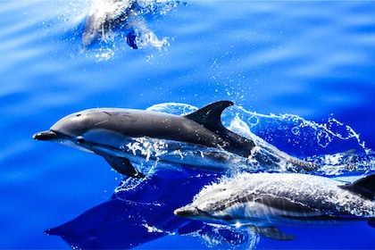 卡門港：觀賞海豚快艇遊覽游泳