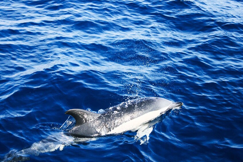 Picture 5 for Activity Puerto del Carmen: Dolphin-Watching Speedboat Tour with Swim